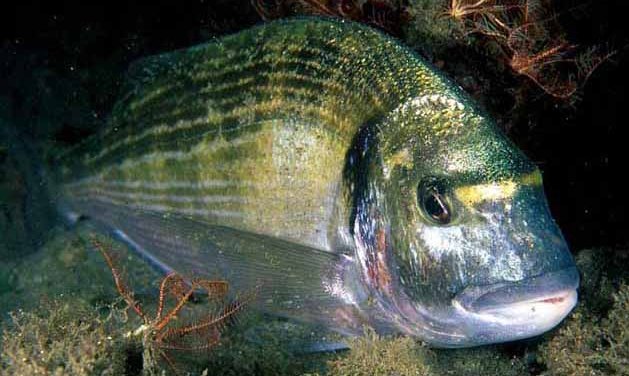 Dorada Sparus aurata